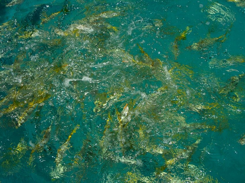 Click to See Next Image