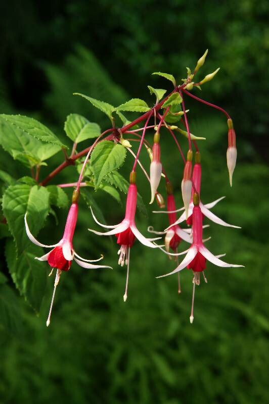 Click to See Next Image