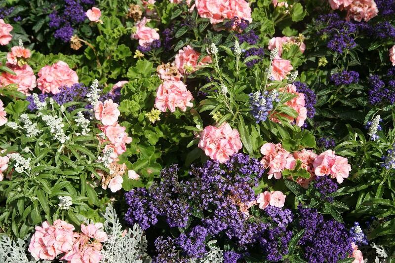 Click to See Next Image