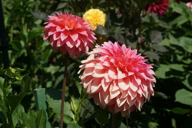 Click to See Next Image