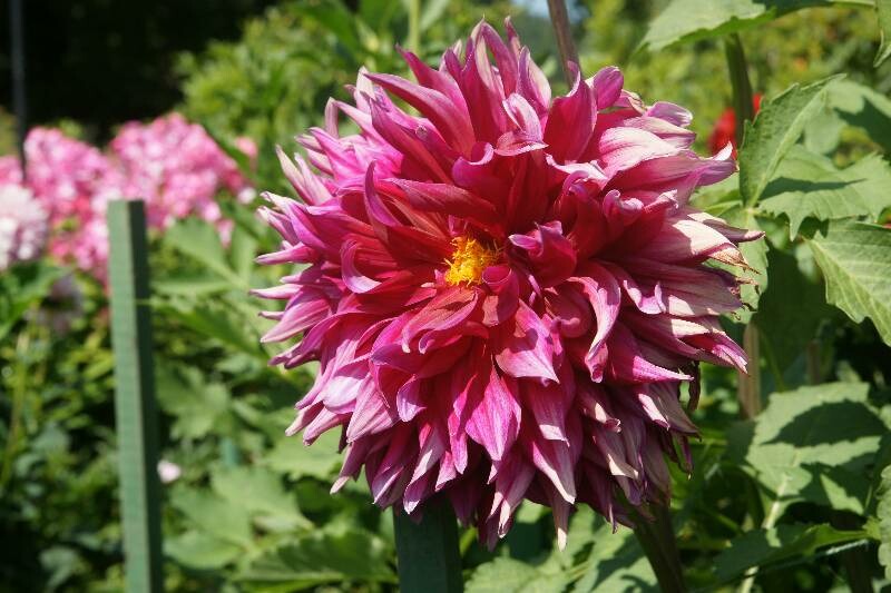 Click to See Next Image