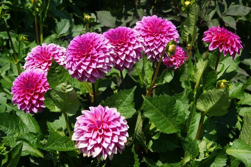 Click to See Next Image