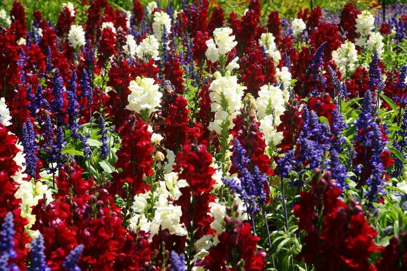 Click to See Next Image