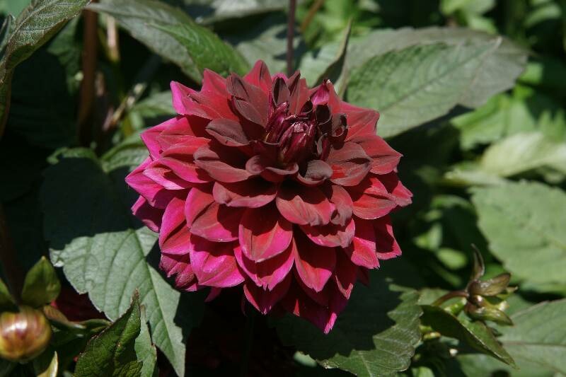 Click to See Next Image