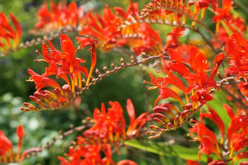 Click to See Next Image