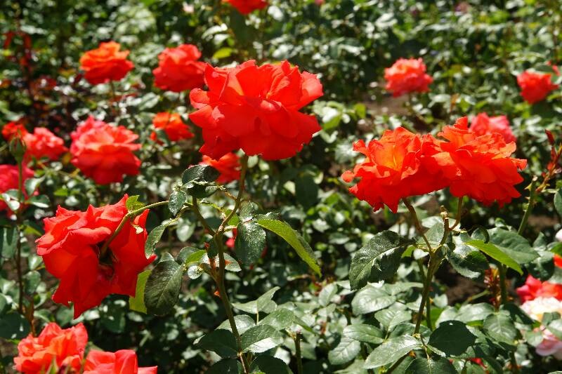 Click to See Next Image