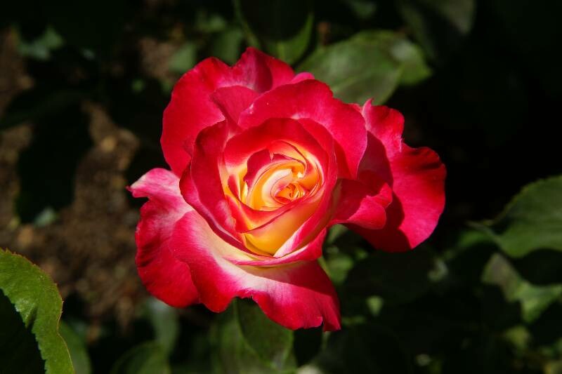 Click to See Next Image