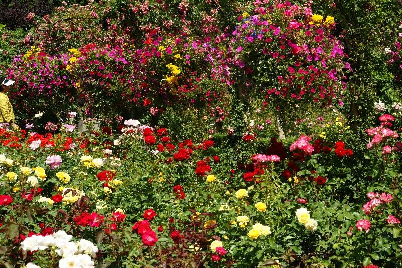 Click to See Next Image