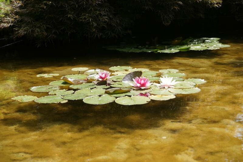 Click to See Next Image