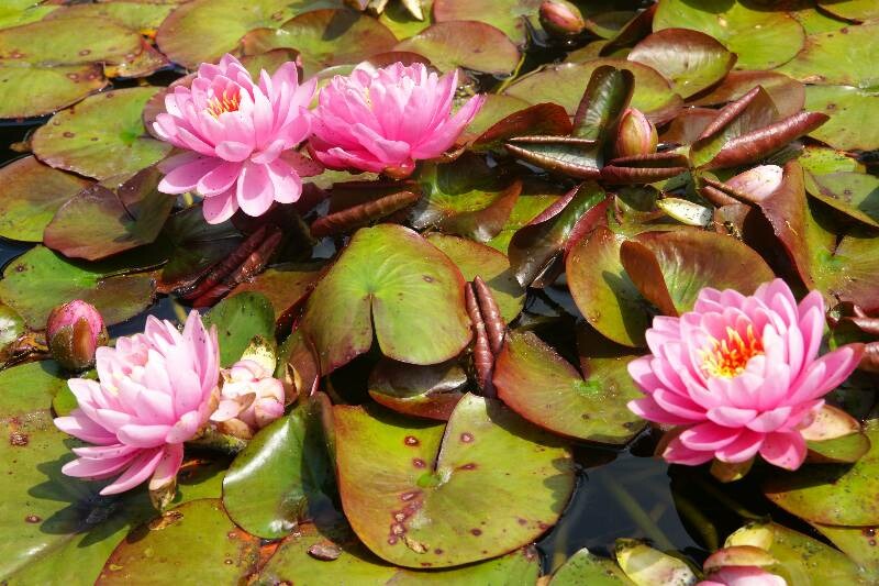 Click to See Next Image