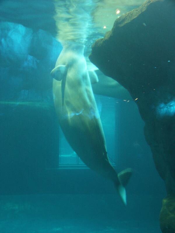 Click to See Next Image