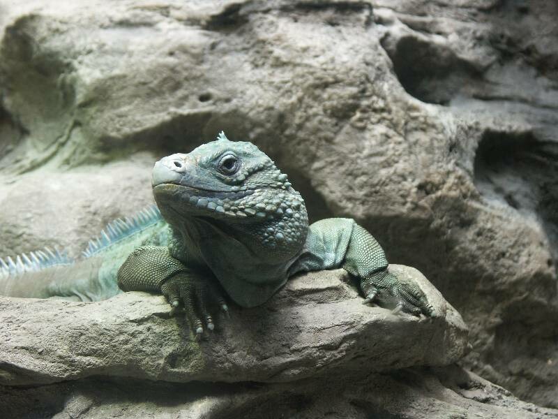 Click to See Next Image