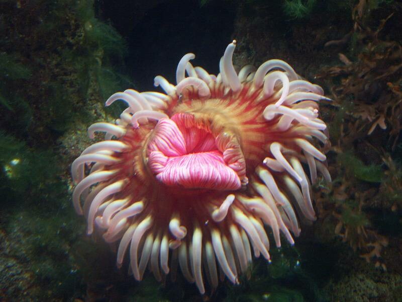 Click to See Next Image