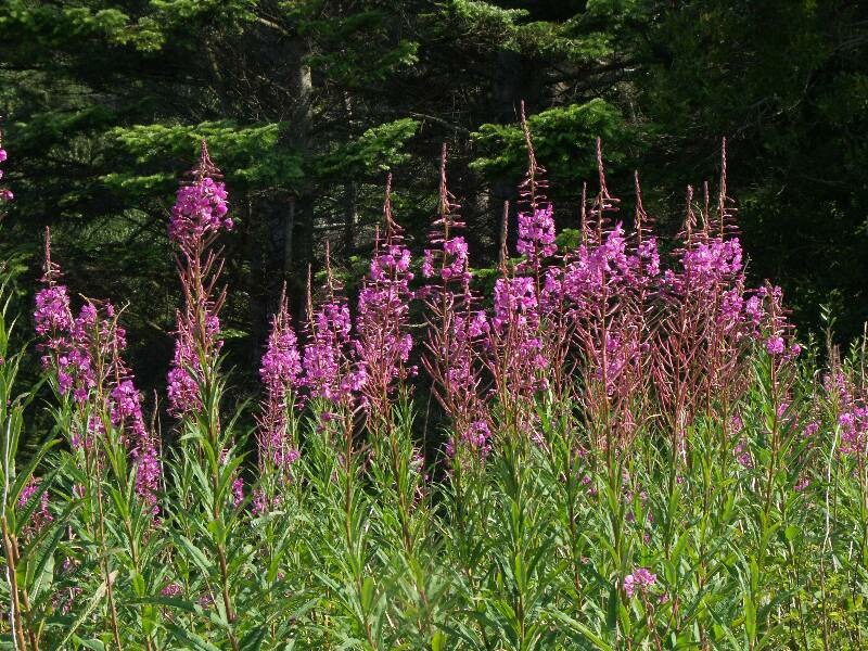 Click to See Next Image