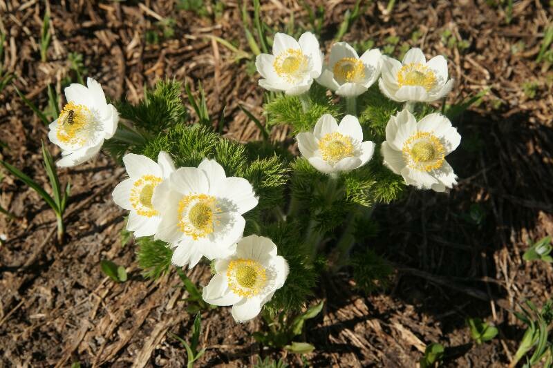 Click to See Next Image