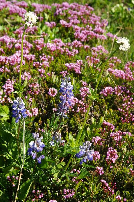 Click to See Next Image