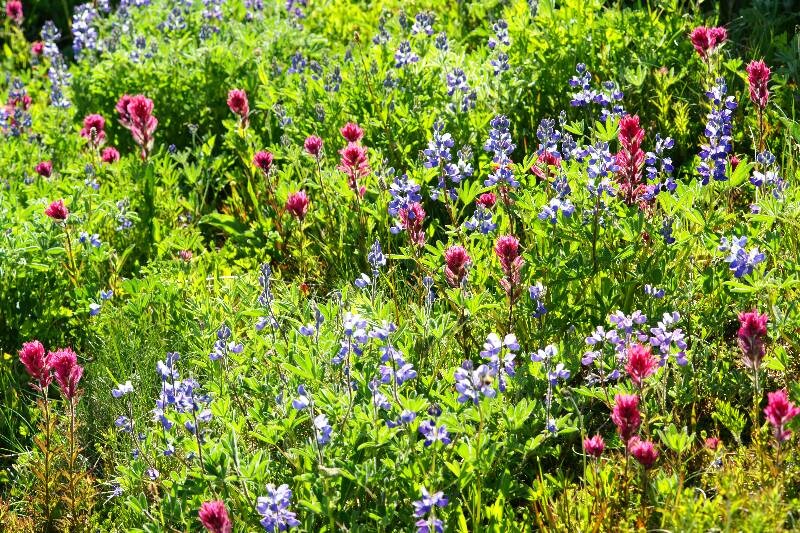 Click to See Next Image