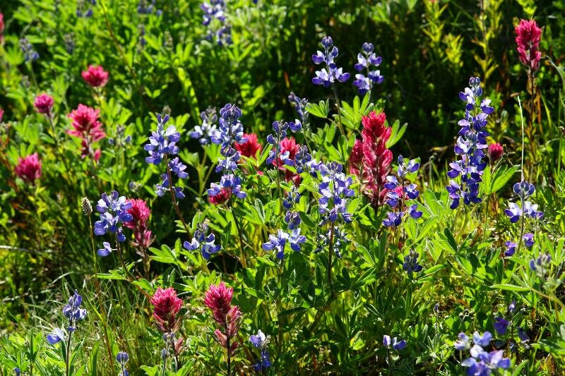 Click to See Next Image