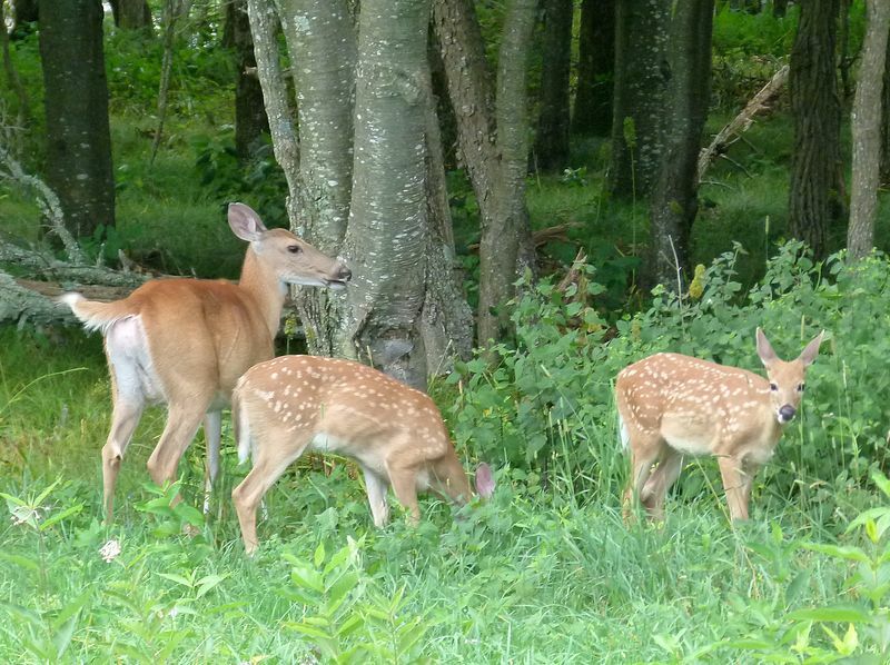 Click to See Next Image