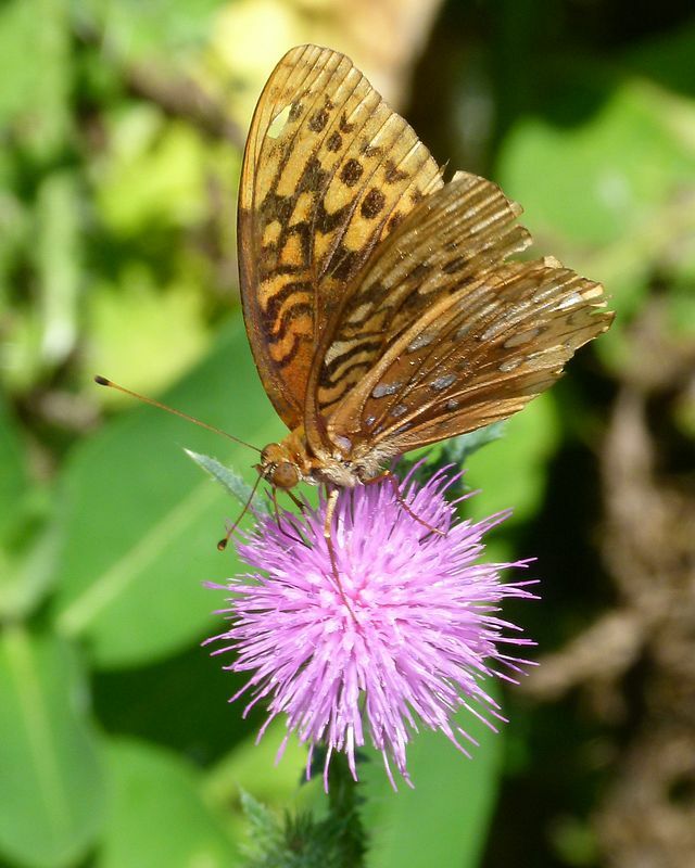 Click to See Next Image