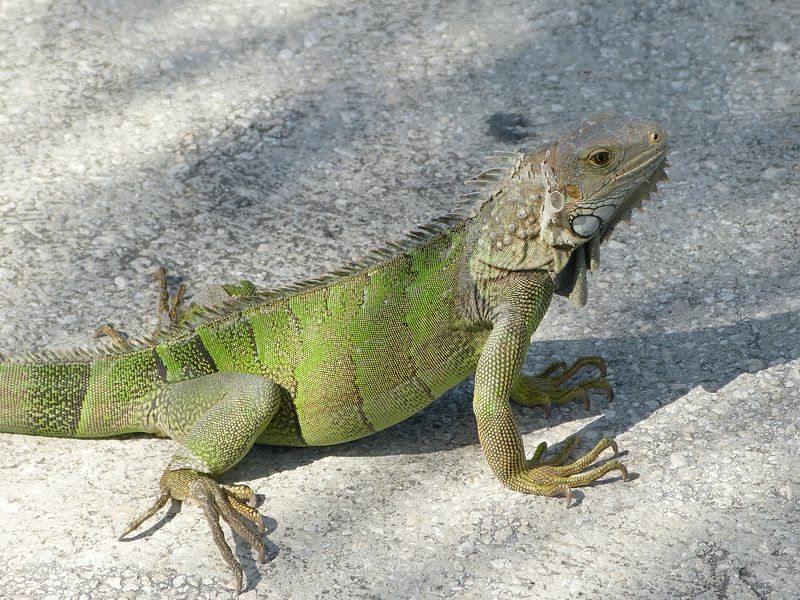 Click to See Next Image