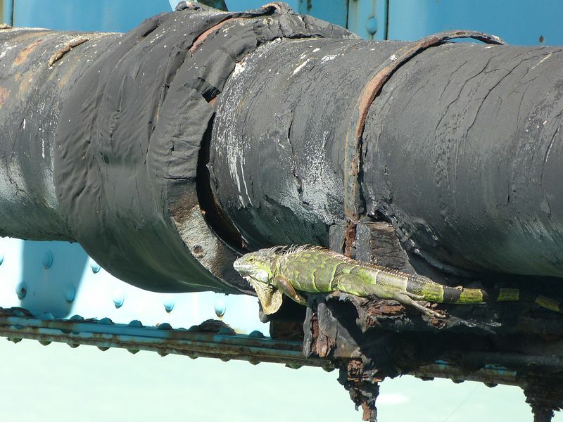 Click to See Next Image