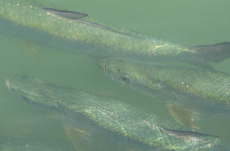 Click to See Next Image