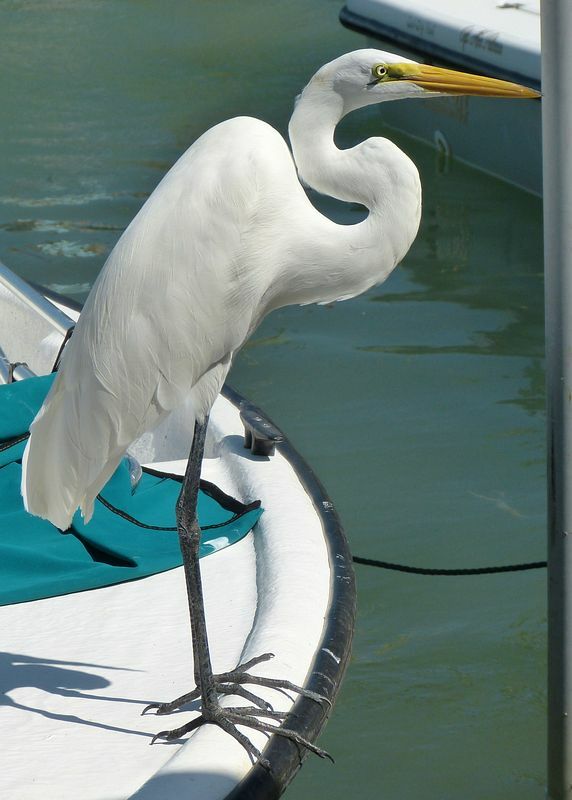 Click to See Next Image