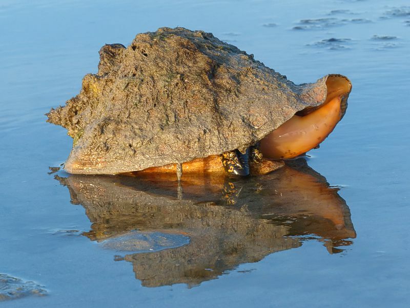 Click to See Next Image