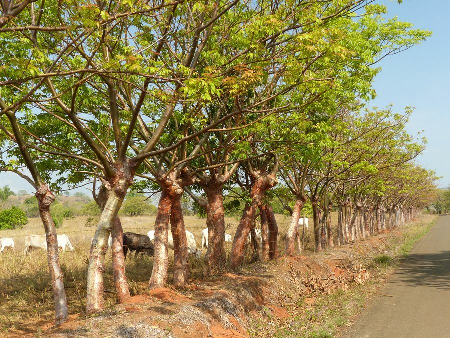 Click to See Next Image