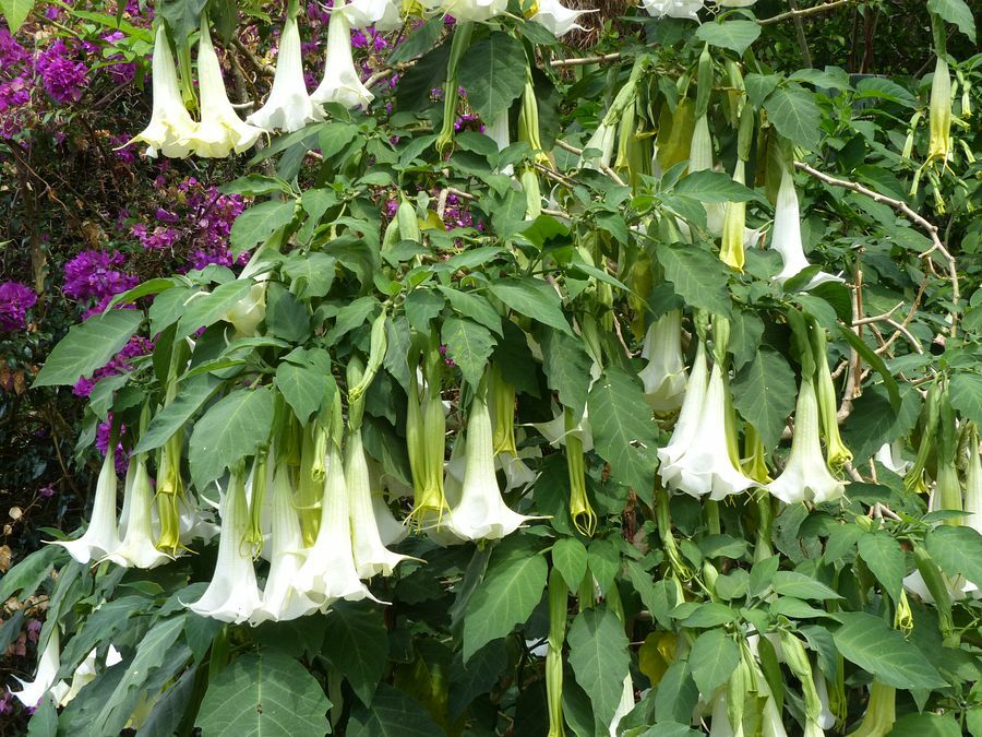 Click to See Next Image