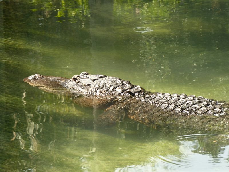 Click to See Next Image