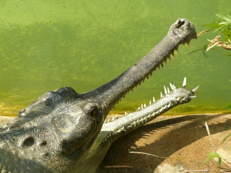 Click to See Next Image