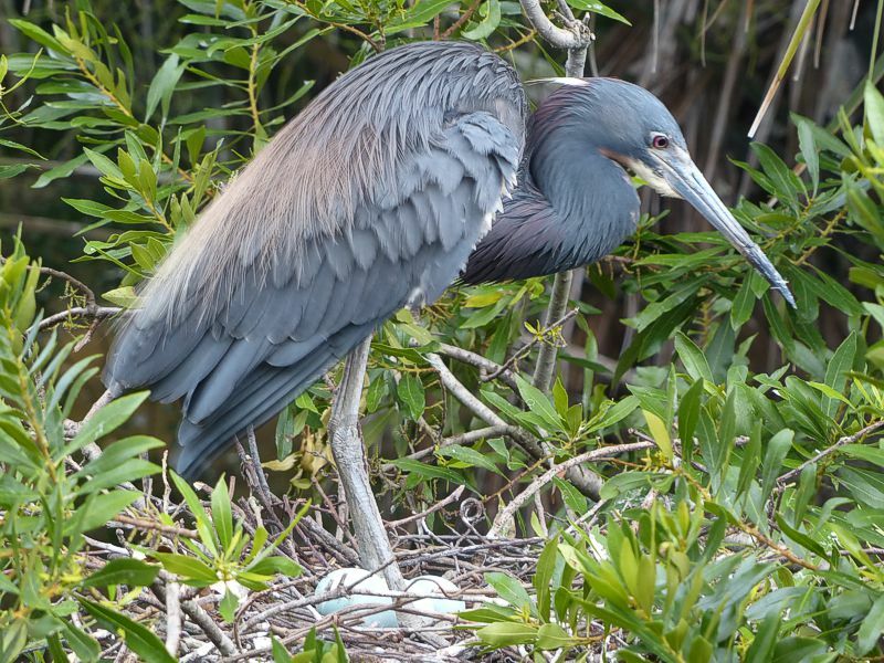 Click to See Next Image