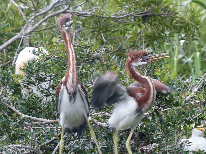 Click to See Next Image