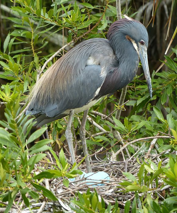 Click to See Next Image