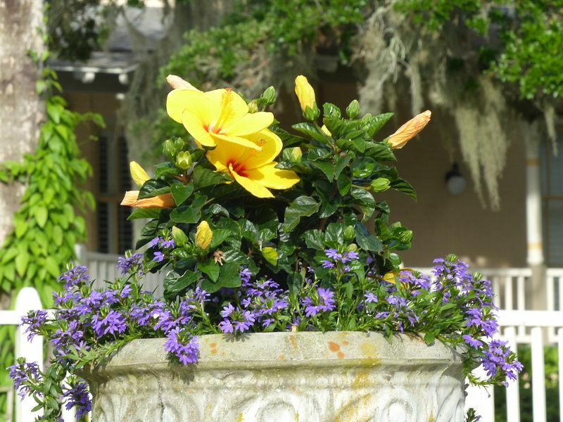 Click to See Next Image