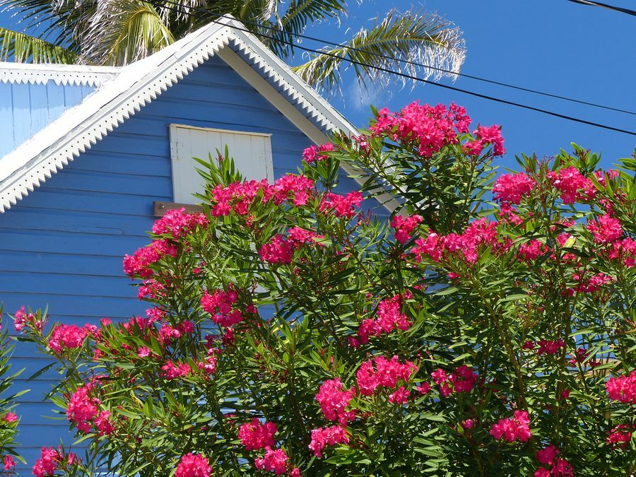 Click to See Next Image