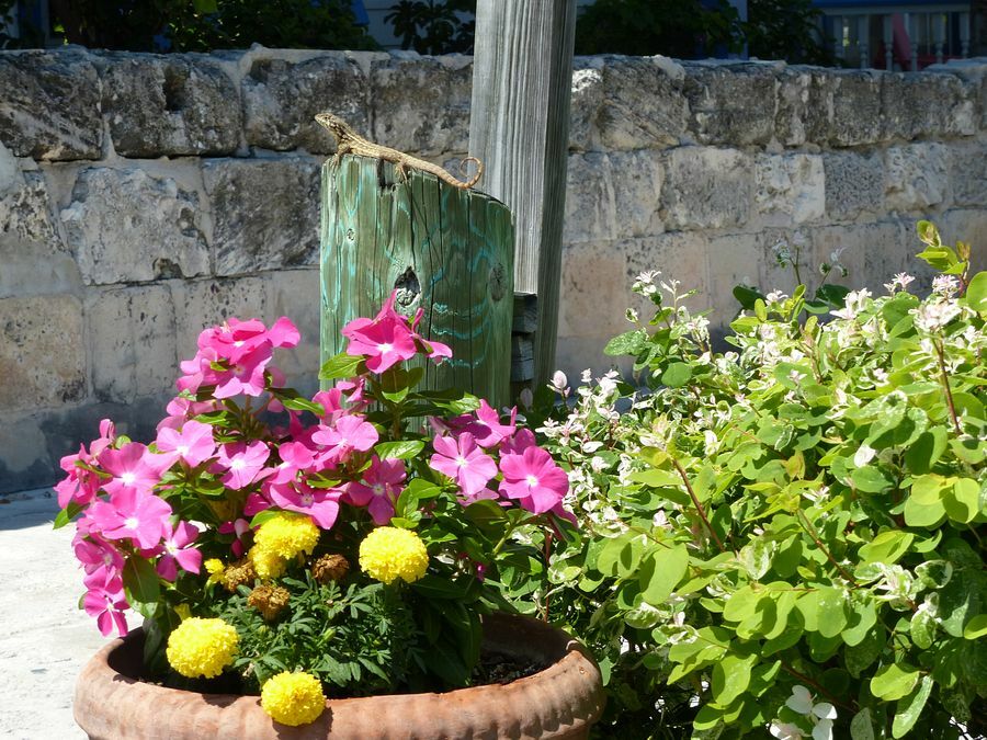 Click to See Next Image