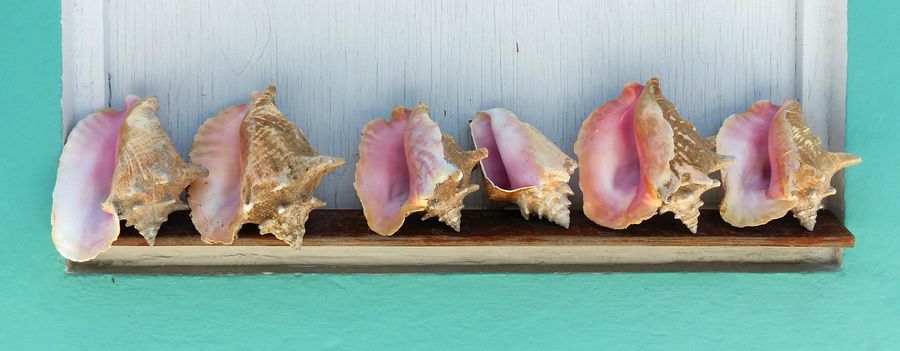 Click to See Next Image