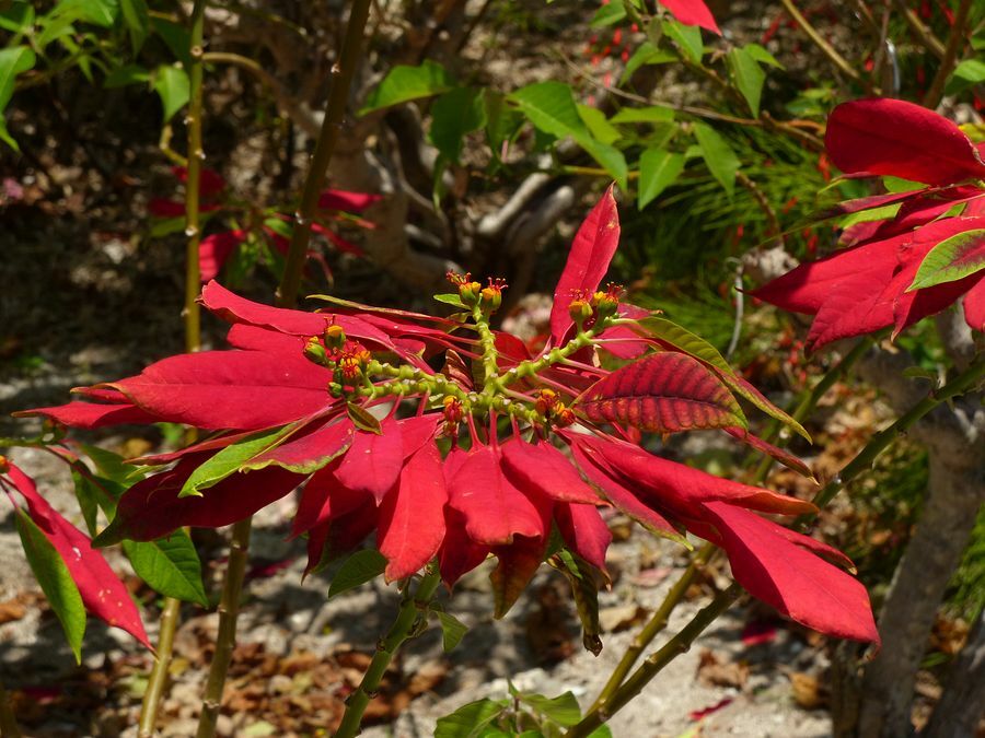 Click to See Next Image