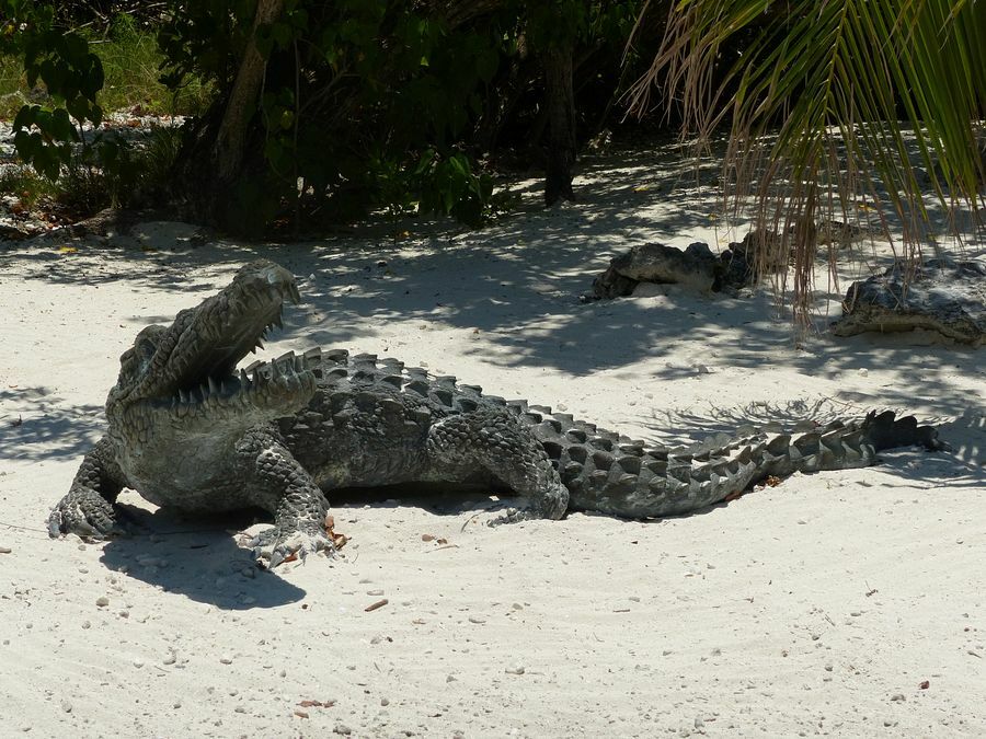 Click to See Next Image