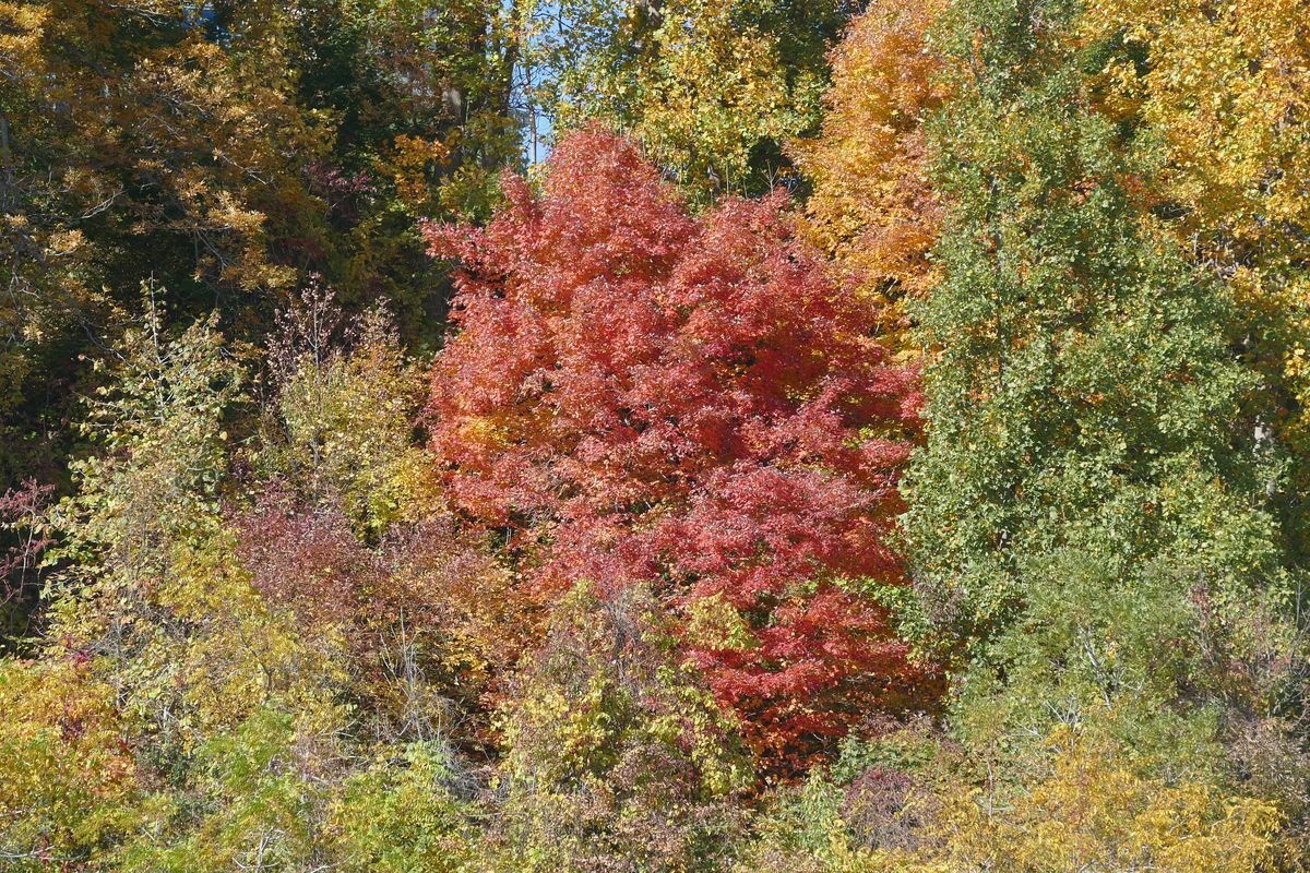 Click to See Next Image