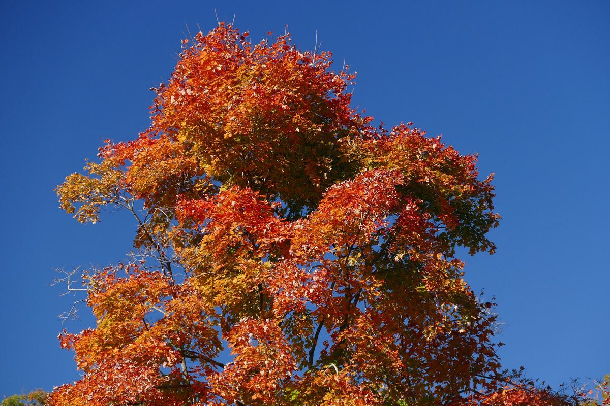 Click to See Next Image