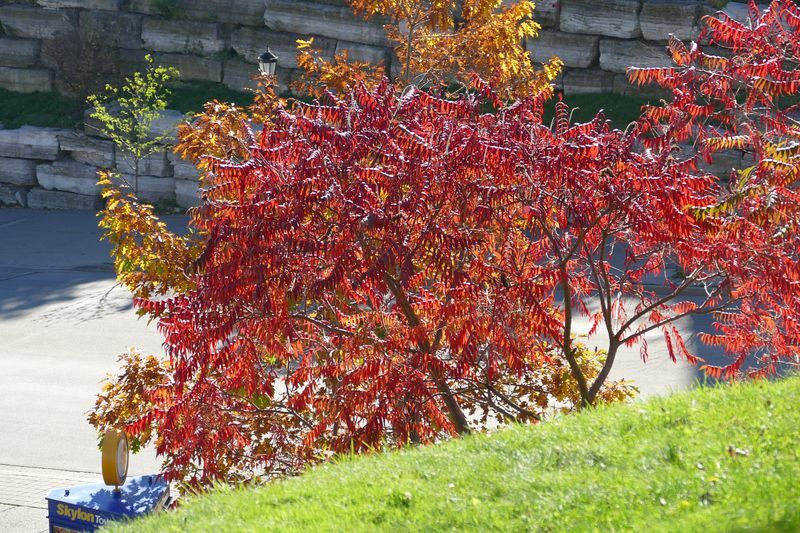 Click to See Next Image