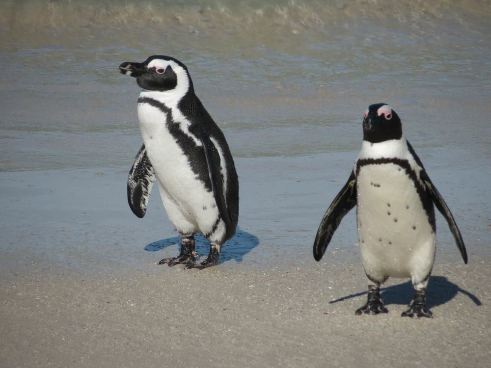 Click to See Next Image