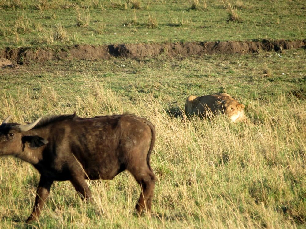 Click to See Next Image