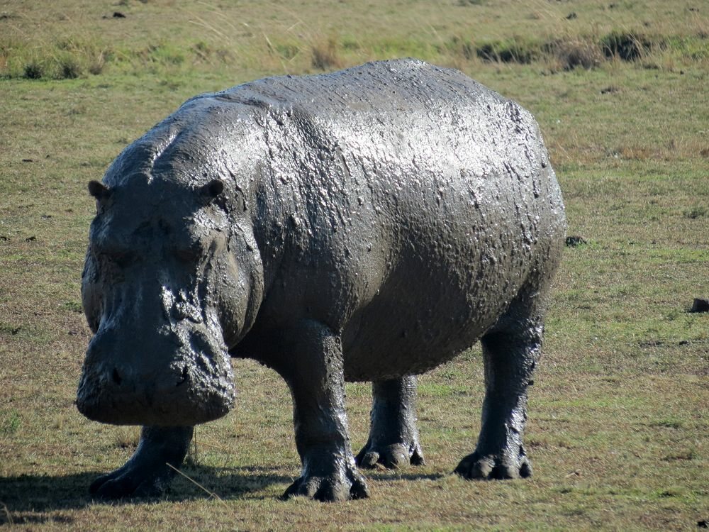 Click to See Next Image