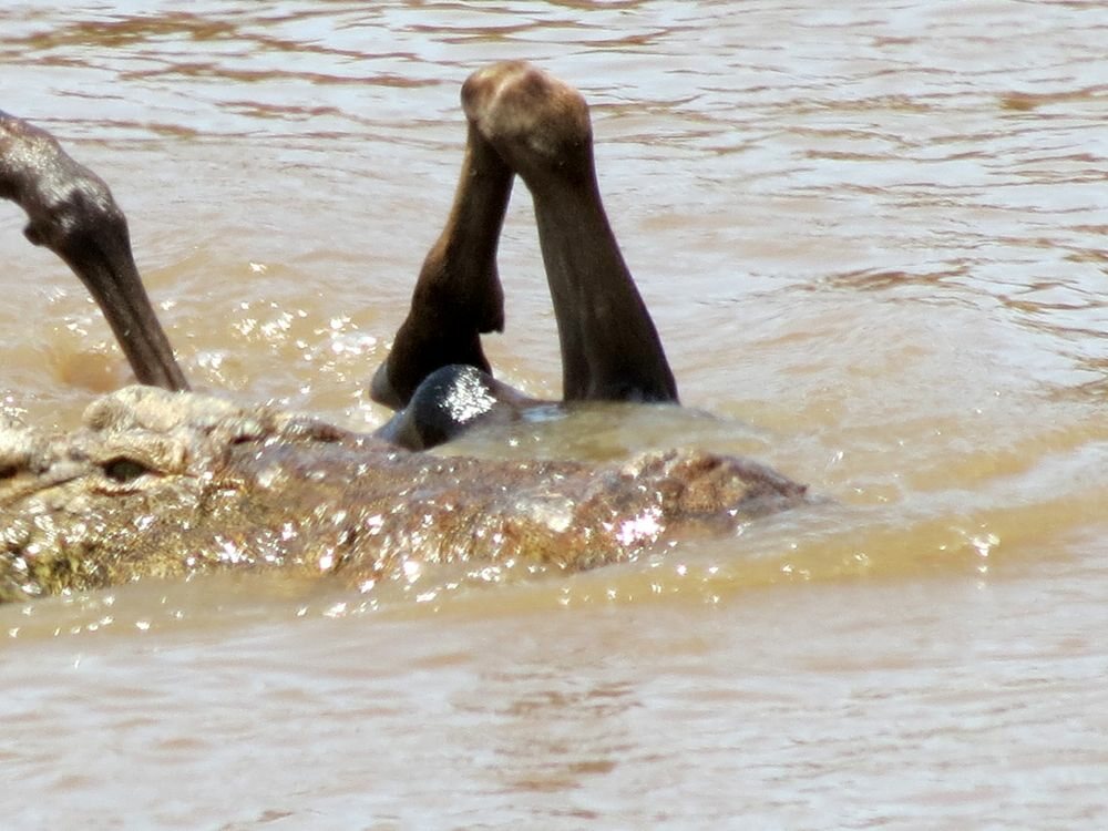 Click to See Next Image