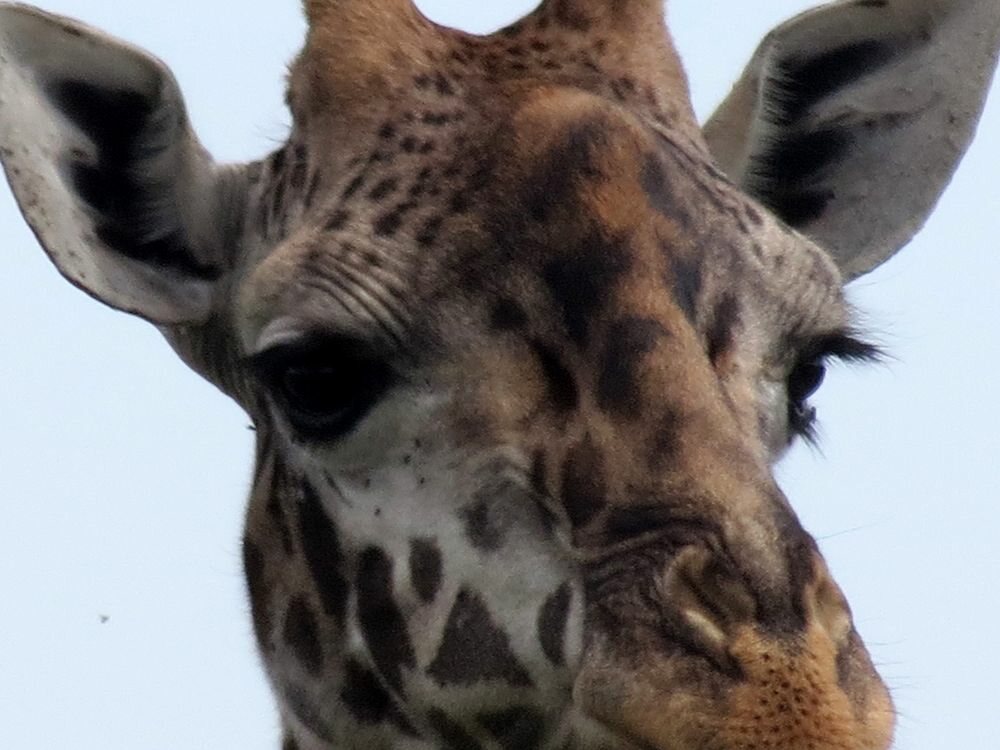 Click to See Next Image